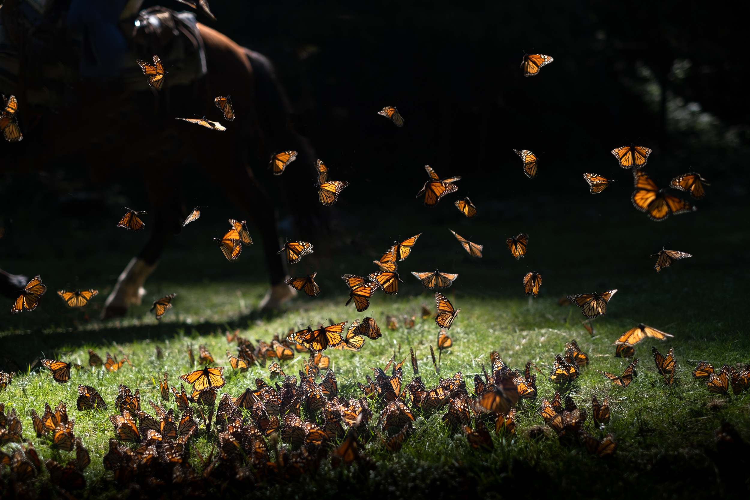 In Flight